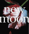 Avatar-login-Originalnewmoon