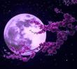 Avatar-login-Cancerlunatica